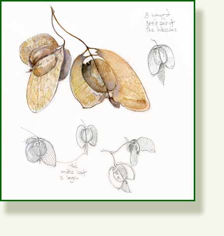 [hibiscus+seed+pod.jpg]