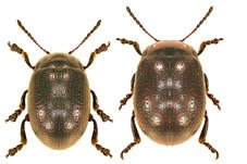 [Chrysolina%20quadrigemina2.jpg]