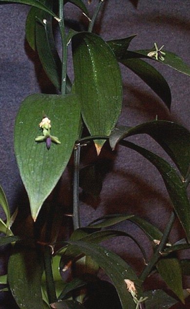 [ruscus.jpg]