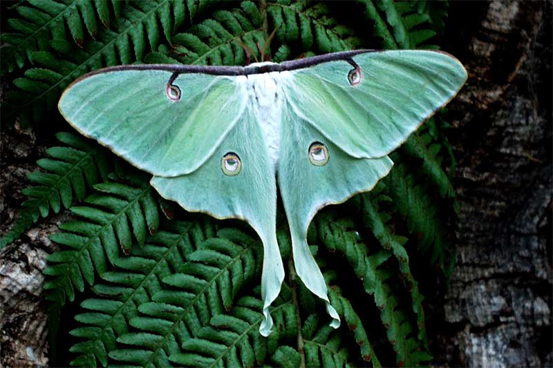 [45950790_LunarMoth.jpg]