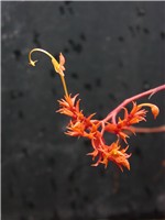 [Glb_variabilis3.jpg]
