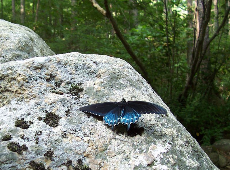 [800px-Pipevine_swallowtail_butterfly.jpg]