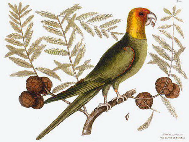 [carolina+parakeet.jpg]