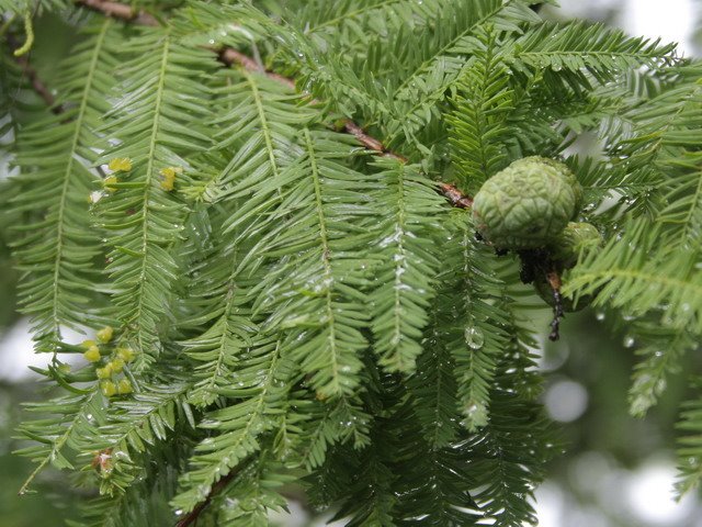 [bald+cypress+cones+my+pic.jpg]