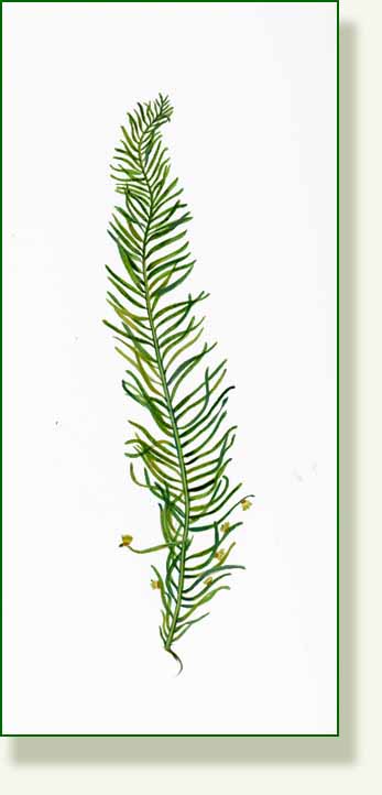 [bald+cypress+leaf.jpg]