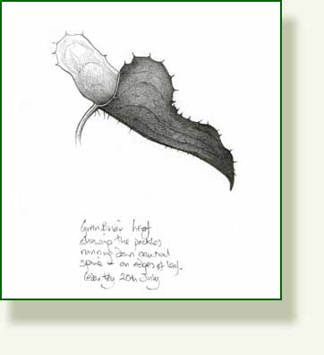 [greenbriar+leaf+pencil+drawing.jpg]