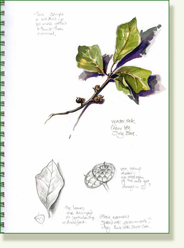 [wateroak+.jpg]