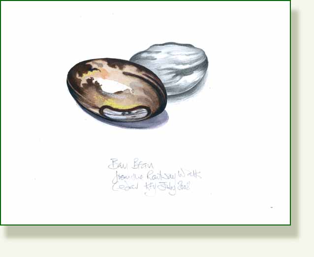 [bay+bean+colour.jpg]