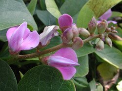 [Canavalia_FlowerSpike.jpg]