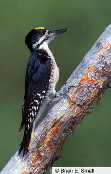[BES_black_back_woodpecker_1_S.jpg]