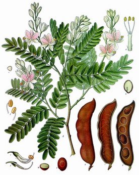 [tamarind.jpg]