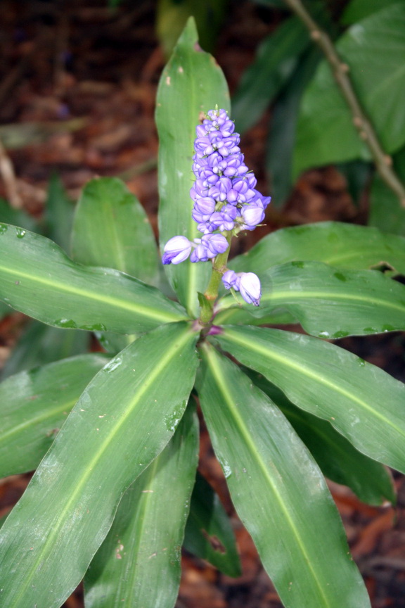 [my+blue+ginger.jpg]