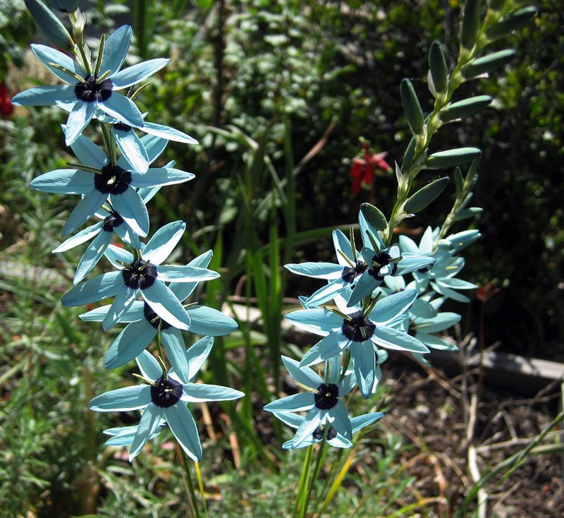[ixia_viridiflora.jpg]