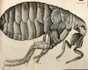 [HookeFlea2-300x238px.jpg]