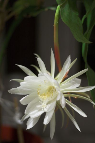 [399px-Night_Blooming_Cereus.jpg]