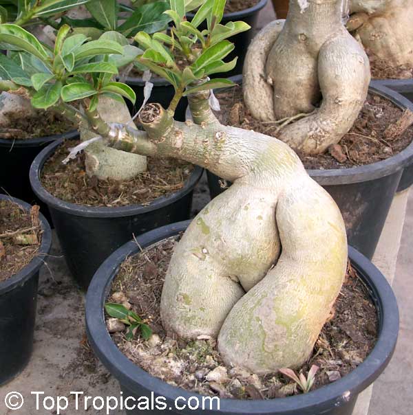 [top+tropicals.jpg]