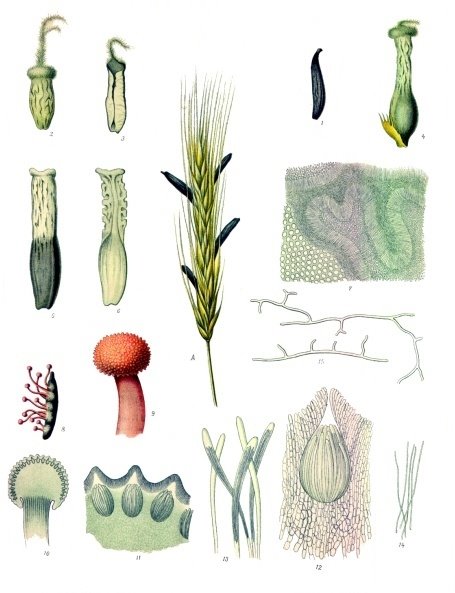 [ergot.jpg]