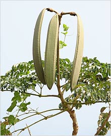 [oroxylum-indicum.jpg]