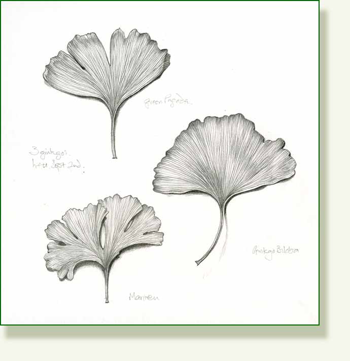 [ginkgo.jpg]