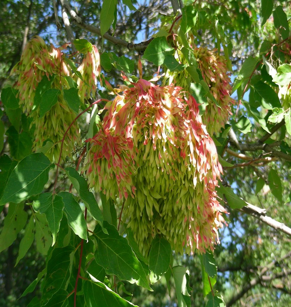 [tree+of+heaven.jpg]