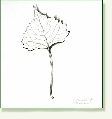  Pencil and Leaf Leaf of the Day Cottonwood Leaf
