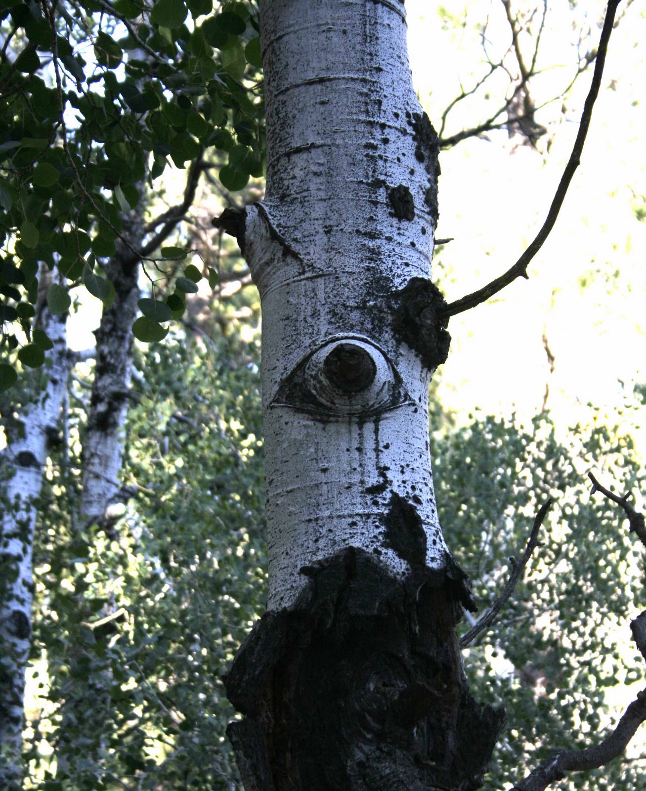 [aspen+eye2.jpg]
