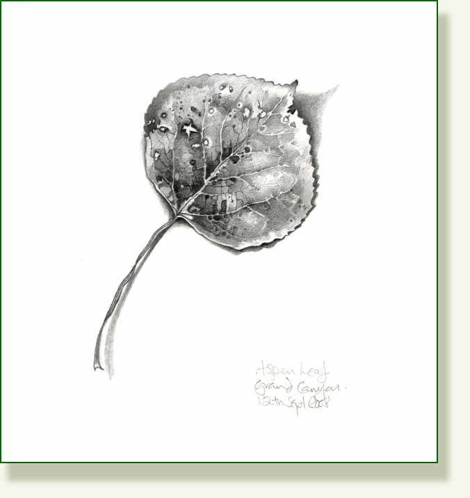[aspen+pencil.jpg]