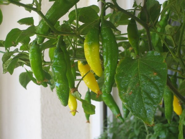 [my+lemon+drop.jpg]