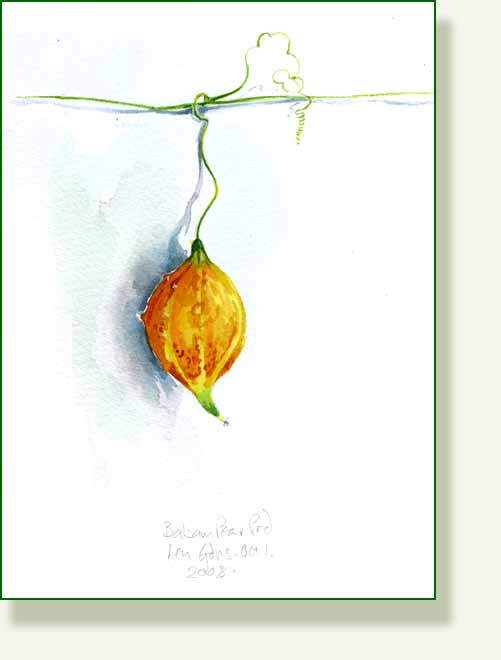 [balsam+pear+1.jpg]