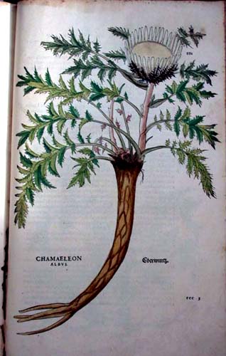 [carline+thistle.jpg]