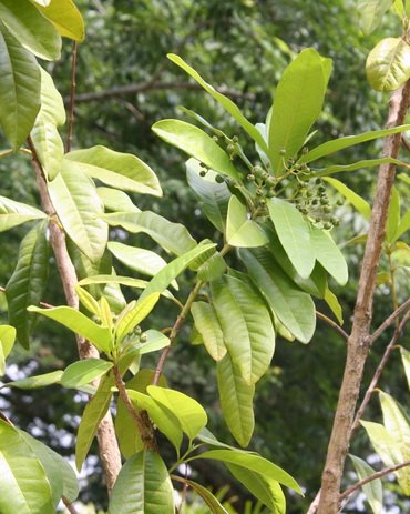 [allspice.jpg]