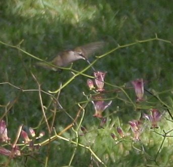 [my+hummingbird2.jpg]
