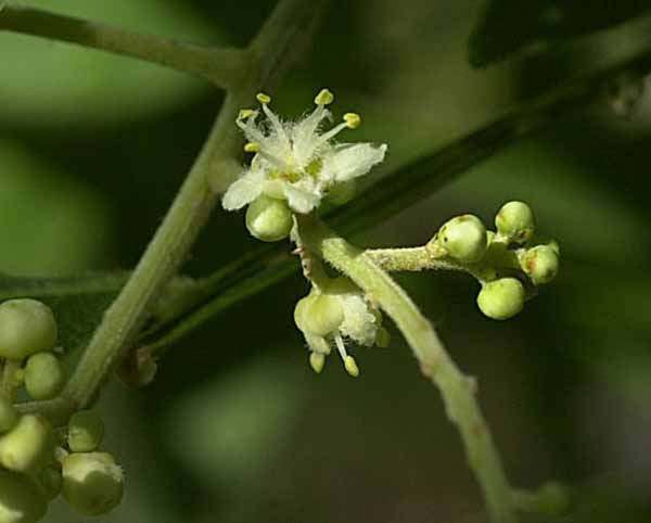 [soapberry+flower.jpg]