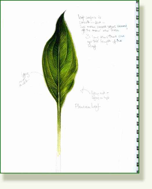 [plantainleaf+colsketch.jpg]