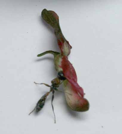 [ant.jpg]