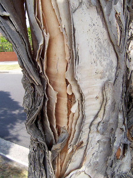 [449px-Paperbark.jpg]