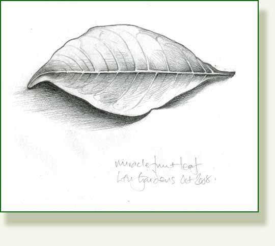 [miracle+fruit+pencil.jpg]