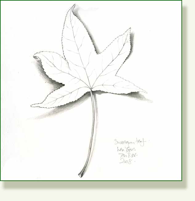 [sweetgumleaf.jpg]