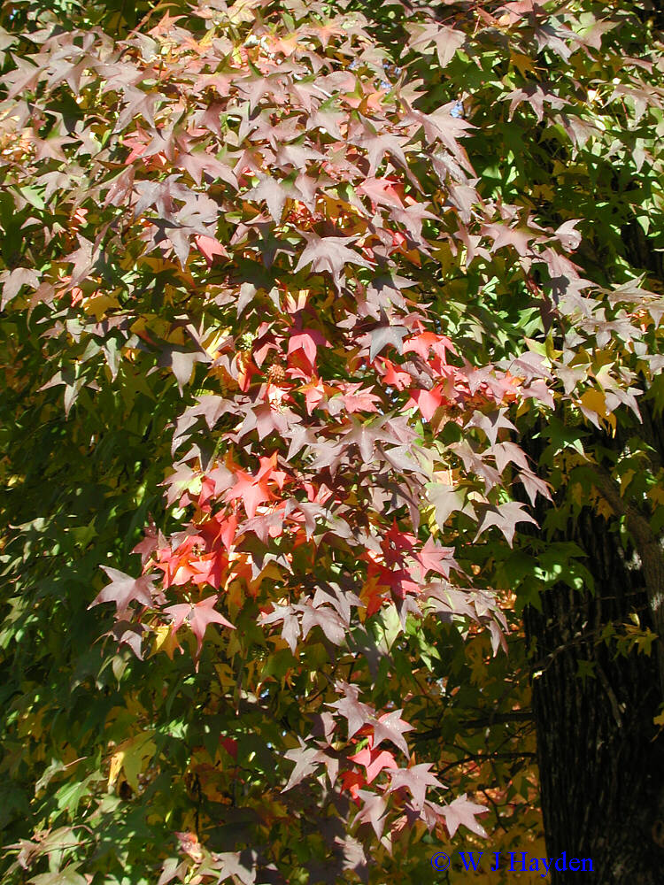 [liquidambar_styraciflua_UR_02s.jpg]
