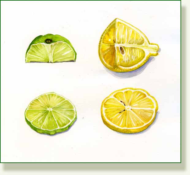 [lemonlime.jpg]