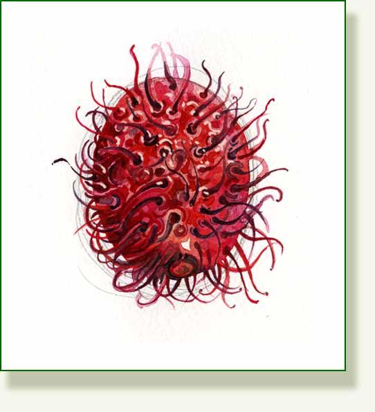 [rambutan+2.jpg]