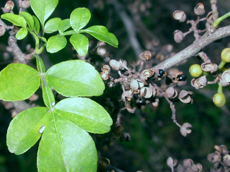 [Zanthoxylum_fagaraFr.jpg]
