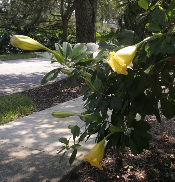[my+chalice+vine.jpg]