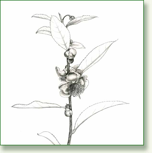 [tea+sprig2.jpg]