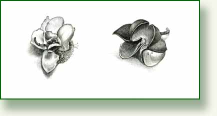 [tea+pod+and+flower.jpg]