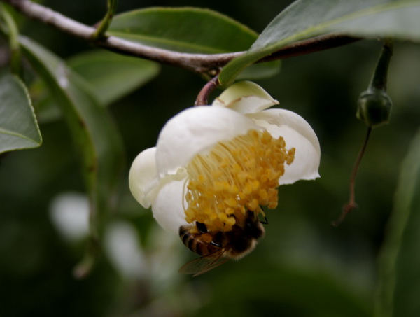 [my+bee+2.jpg]