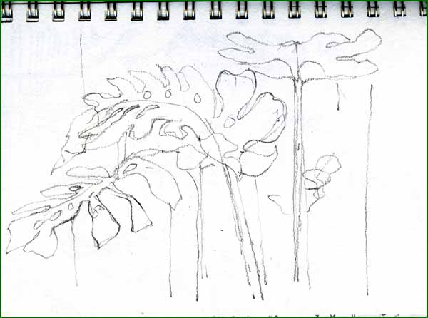 [monstera+leaves.jpg]