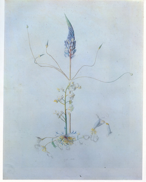 [joseph+stella+lupine+1919.jpg]