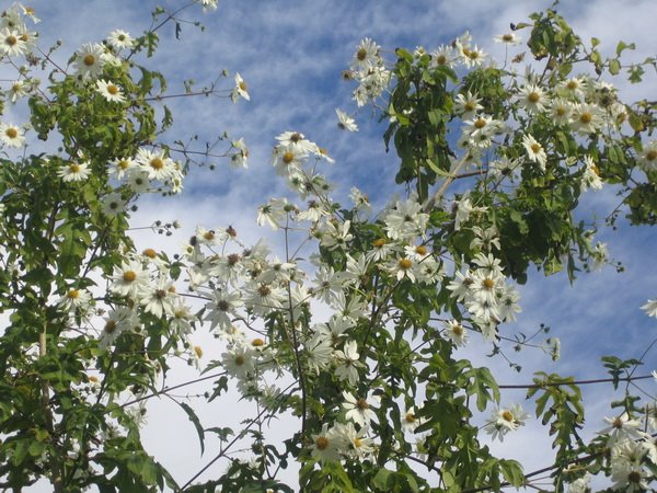 [daisy+bush+spain.jpg]