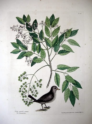 [021808Catesby_26GroundDovewithHerculesClub.jpg]